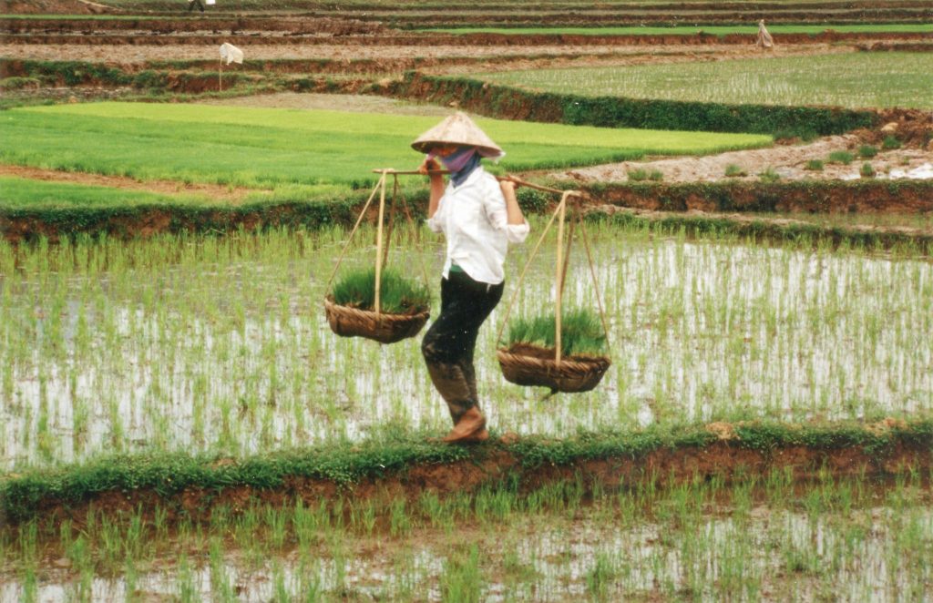 Agricultor colhe arroz no Vietnã
