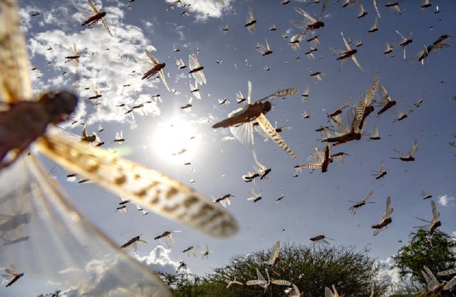 FAO alerta contra praga de gafanhotos no leste da África