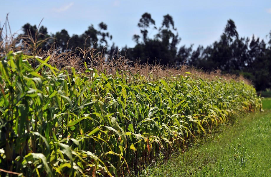 Agricultura familiar na América Latina e Caribe recebe investimento da ONU