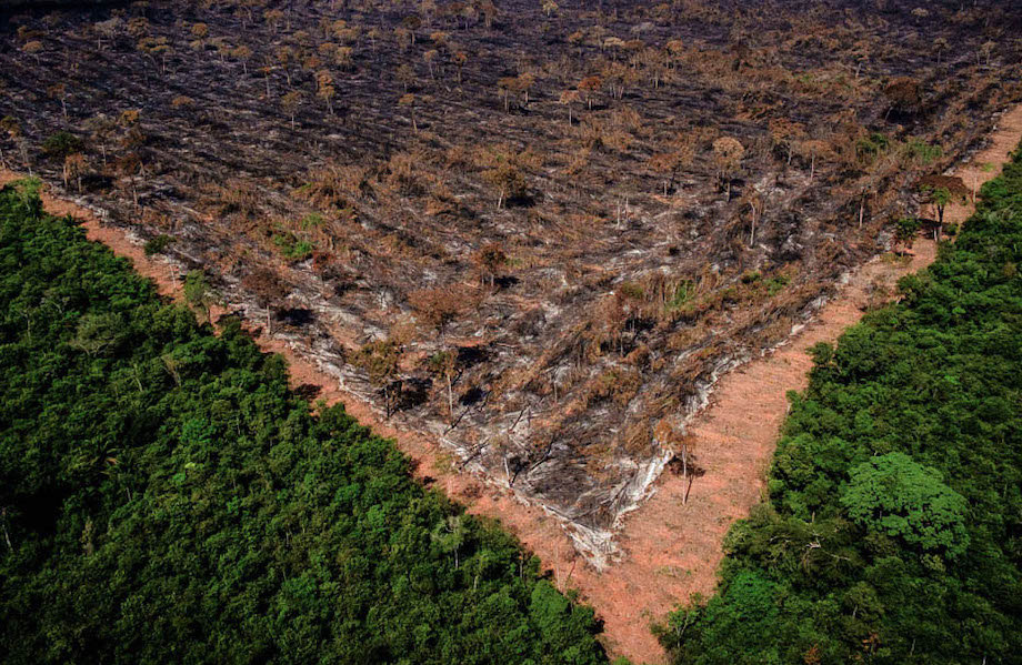Bancos chineses são os que mais financiam o desmatamento no mundo, diz relatório