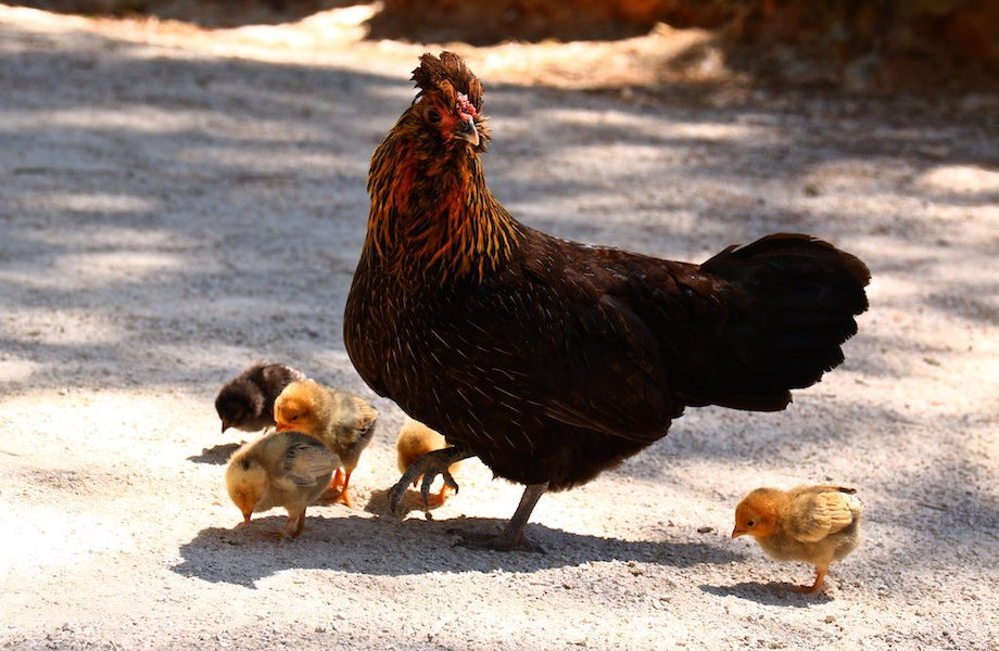 Nova Zelândia sofre com reaparecimento de galinhas selvagens
