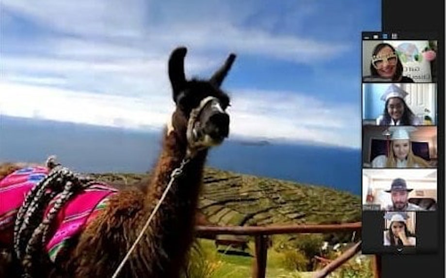 Startup oferece vídeo chamadas com lhamas na Bolívia