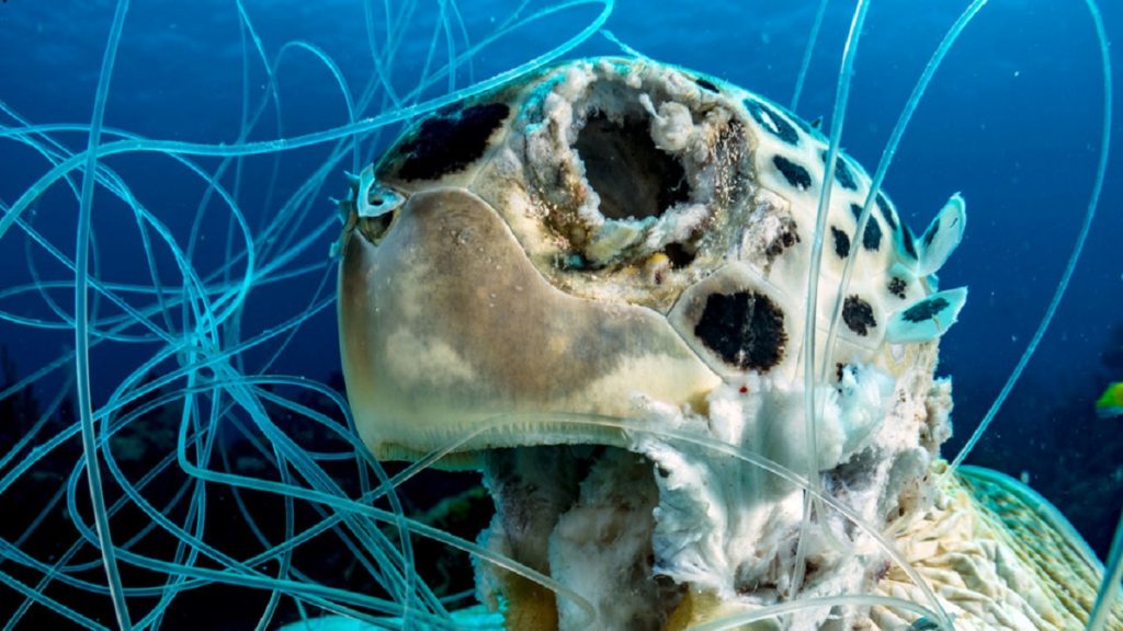 ONU: Iniciativa global combate lixo plástico marinho para limpar oceanos