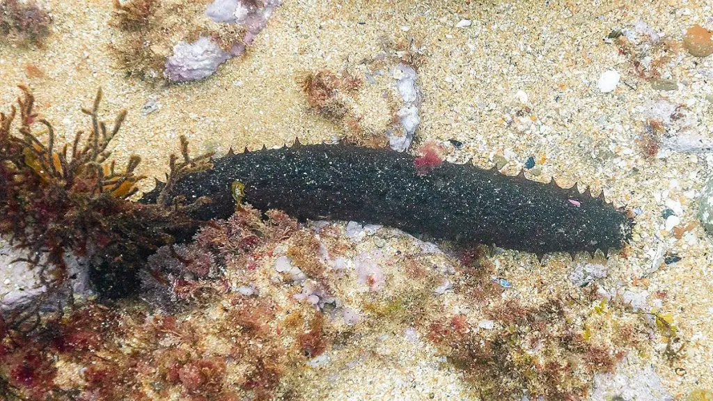'Máfia' de frutos do mar navega nas águas da Índia e Sri Lanka em busca de pepinos-do-mar