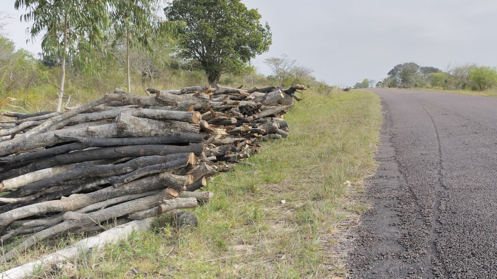 Mais de 60 contêineres de madeira ilegal roubados retornam a Moçambique