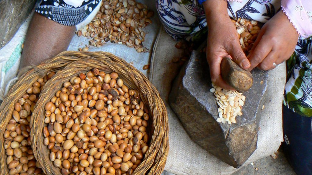 ONU: Conheça espécie nativa que produz o óleo de argan, 'ouro líquido' do Marrocos