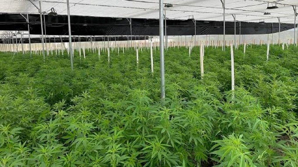 Em busca de investidores, Zimbábue abole regras de propriedade de cannabis
