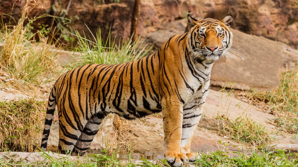 Índia alcança meta de livrar tigres da lista de espécies em extinção