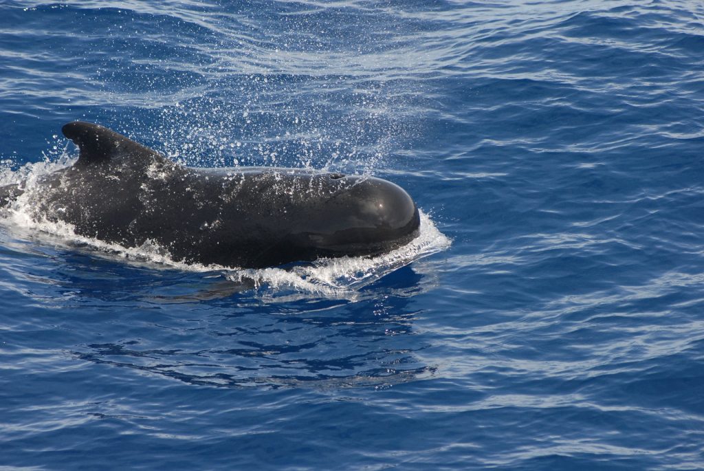 Ilhas Faroe iniciam temporada de caça a baleias e viram alvo de ambientalistas