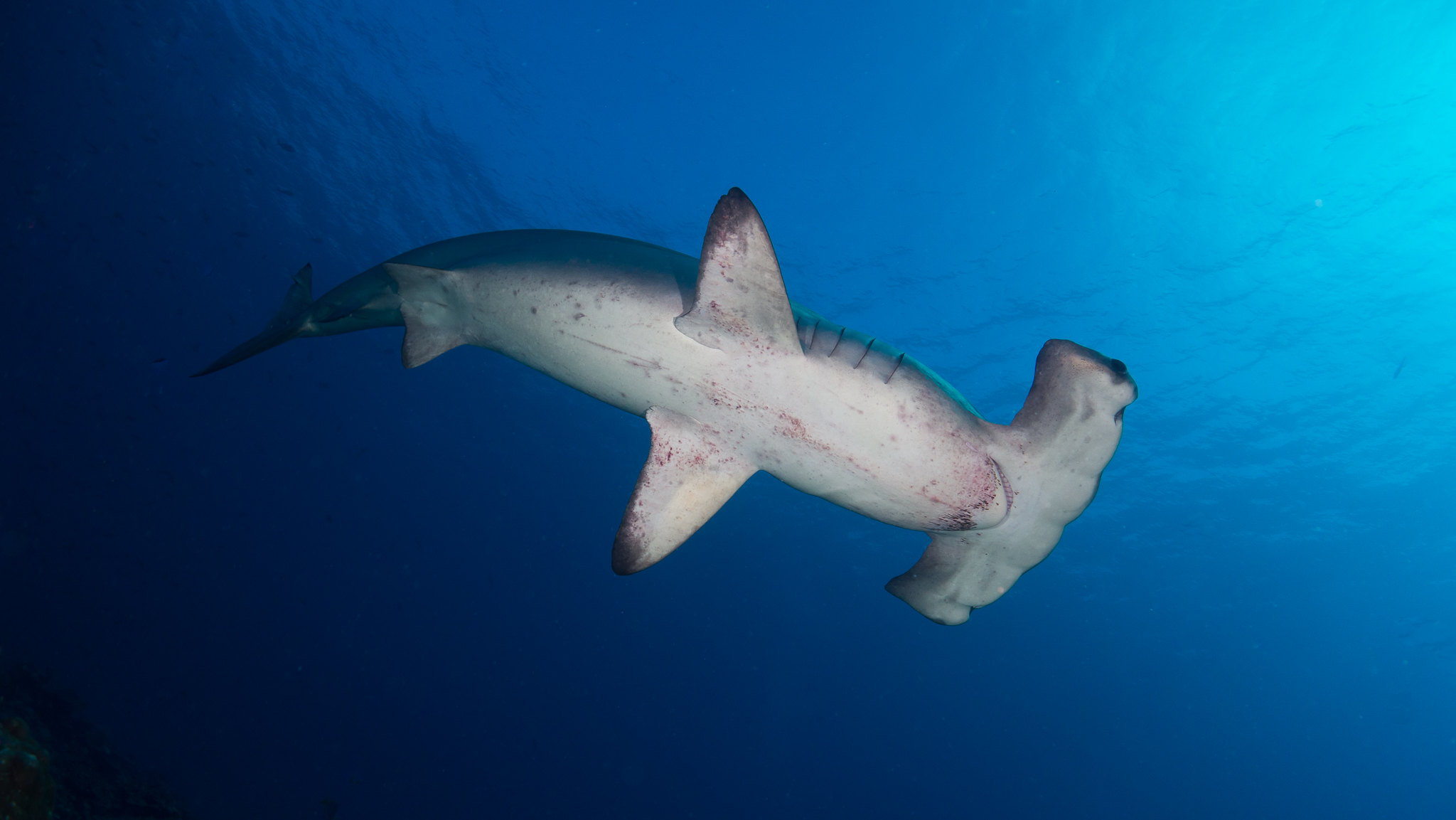 wax Wet Spectacular Registros sugerem que barbatanas de tubarão chegam ilegalmente à Ásia - A  Referência
