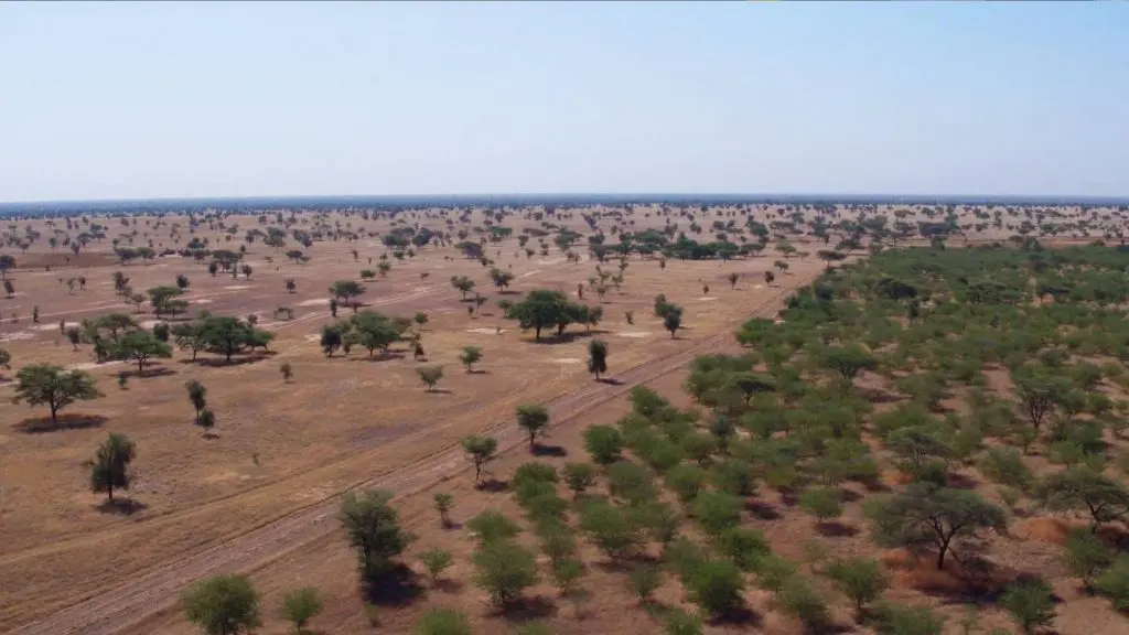 Grande Muralha Verde combate mudanças climáticas e dá retorno financeira na África